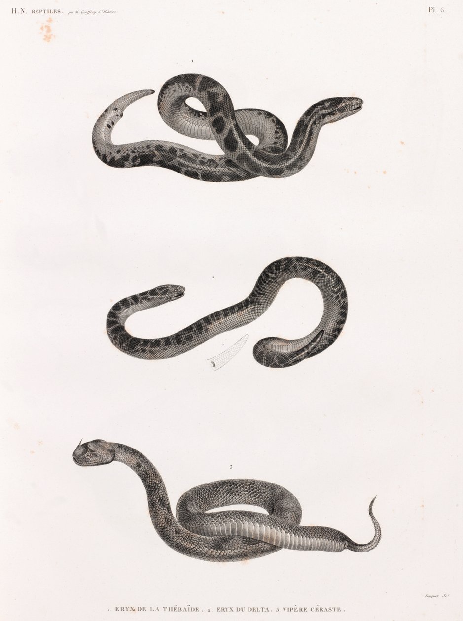 Reptiles: serpientes de Unbekannt