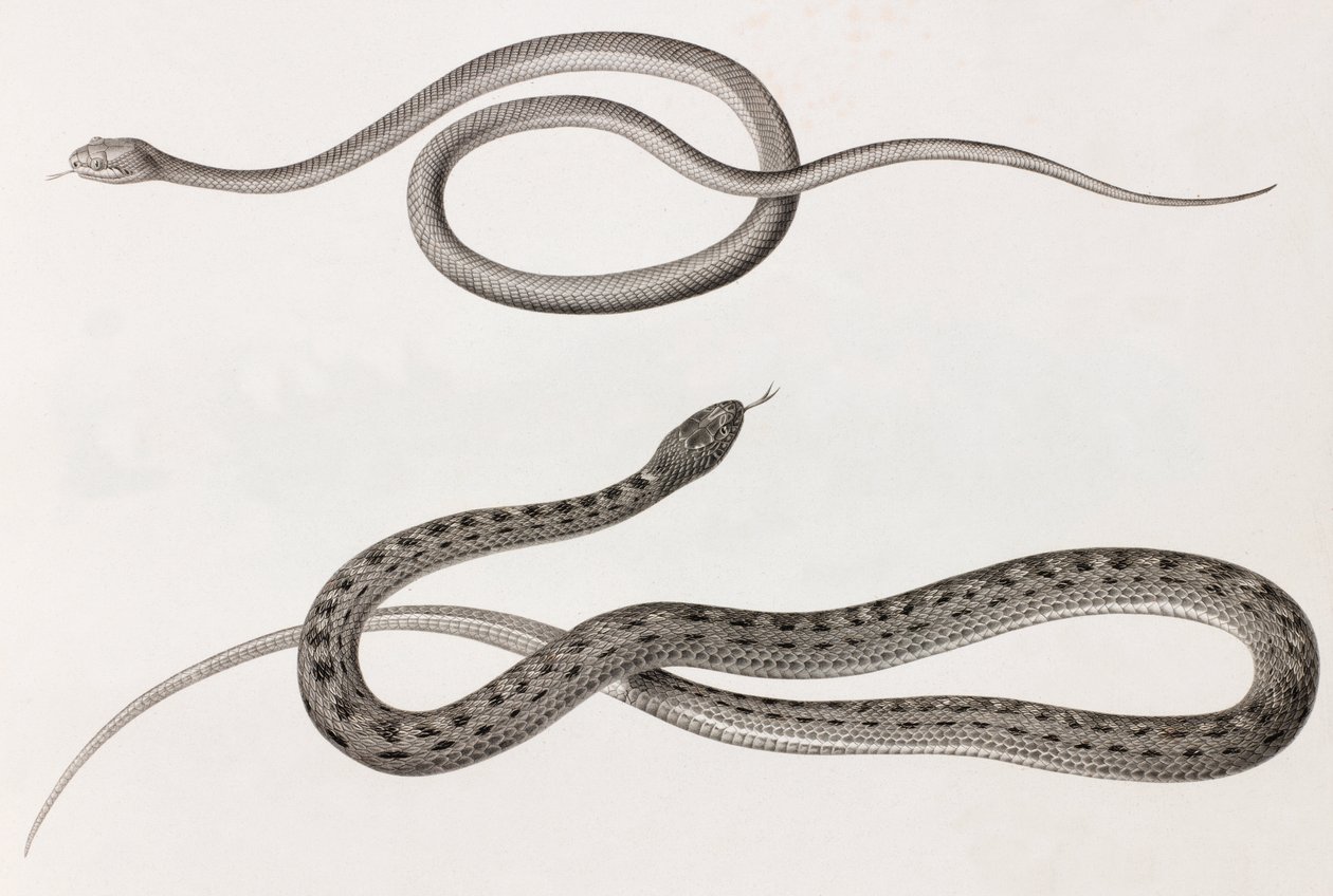 Reptiles: dos imágenes en primer plano de ilustraciones de serpientes de Unbekannt