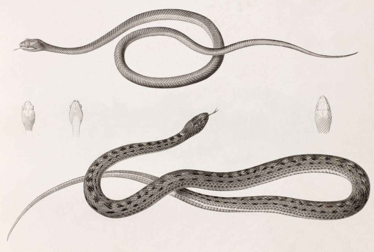 Reptiles: dos imágenes de cerca de ilustraciones de serpientes de Unbekannt