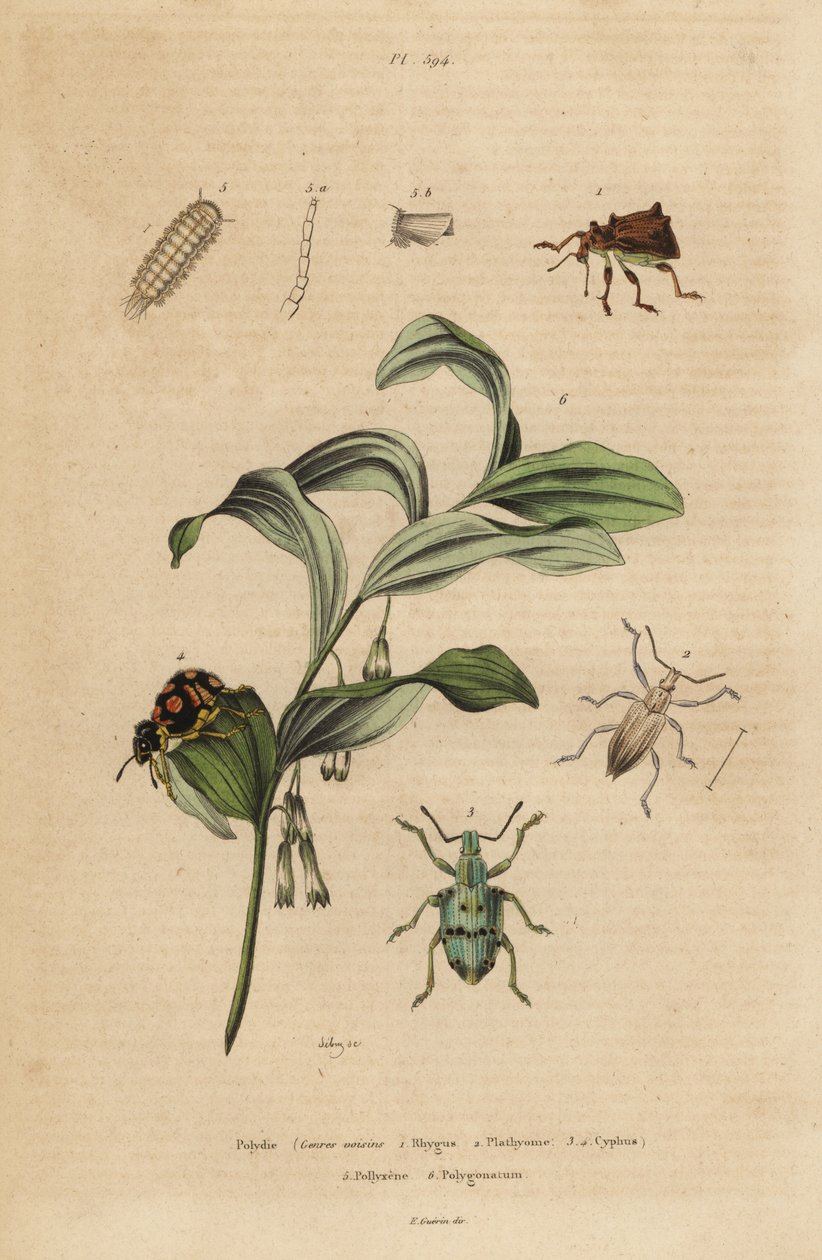 Gorgojos Rhigus, Platyoma y Cyphus, milpiés erizado, Polyxenus lagers y sello de Salomón, Polygonatum odoratum de Unbekannt