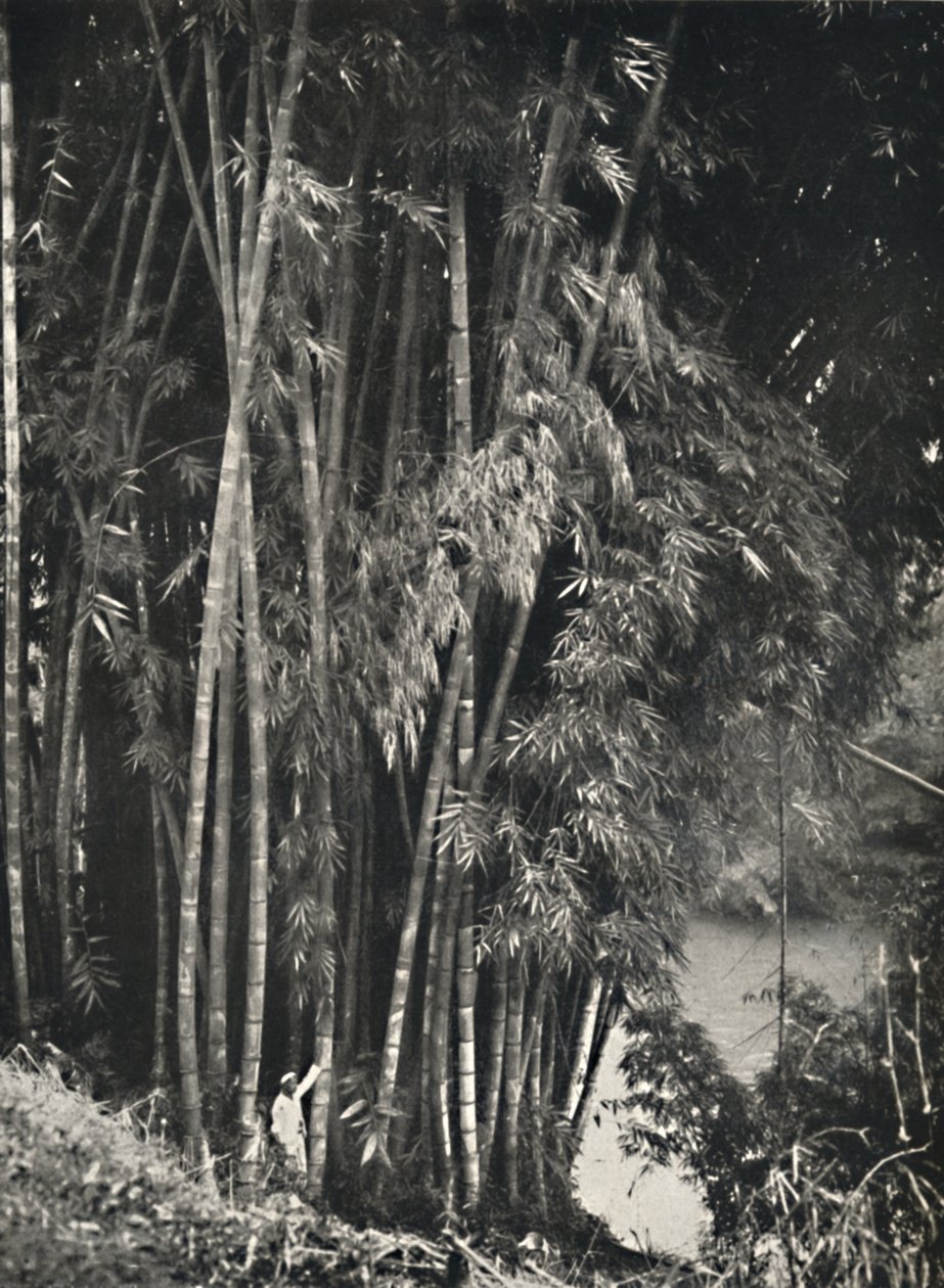 Riesenbambus Dendrocalamus giganteus en Peradeniya cerca de Kandy, 1926 de Unbekannt