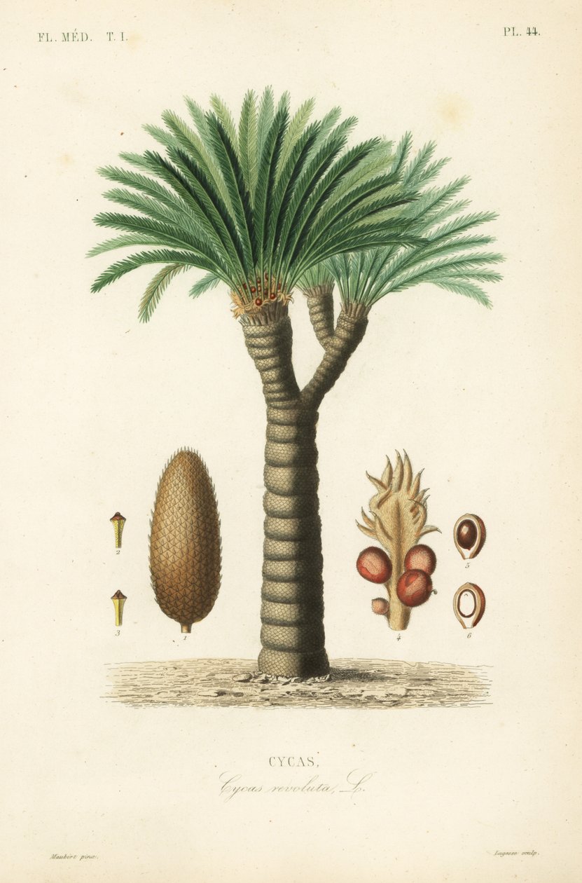 Palma de sagú, Cycas revoluta de Unbekannt