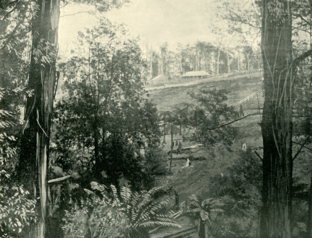 Escena en Upper Gembrook, Victoria, 1901 de Unbekannt