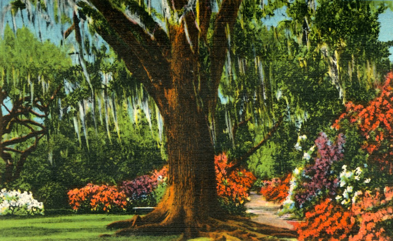 Escena en Magnolia Gardens, cerca de Charleston, S.C., 1942 de Unbekannt
