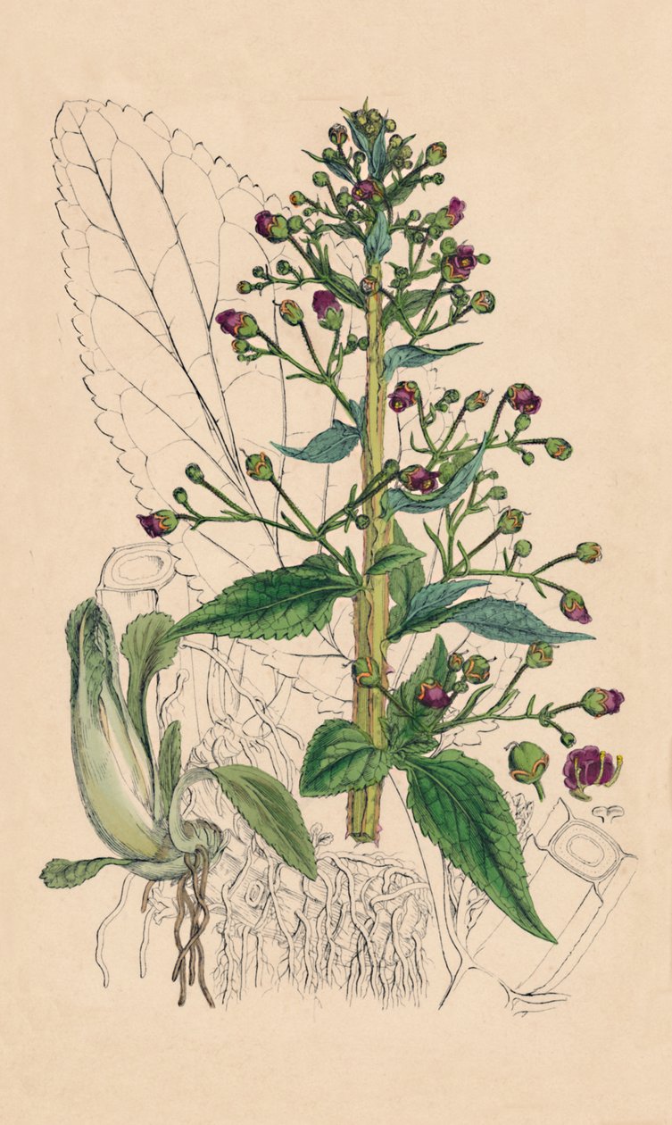Scrophularia Ehrharti. Betónica de agua de Ehrhart, siglo XIX de Unbekannt