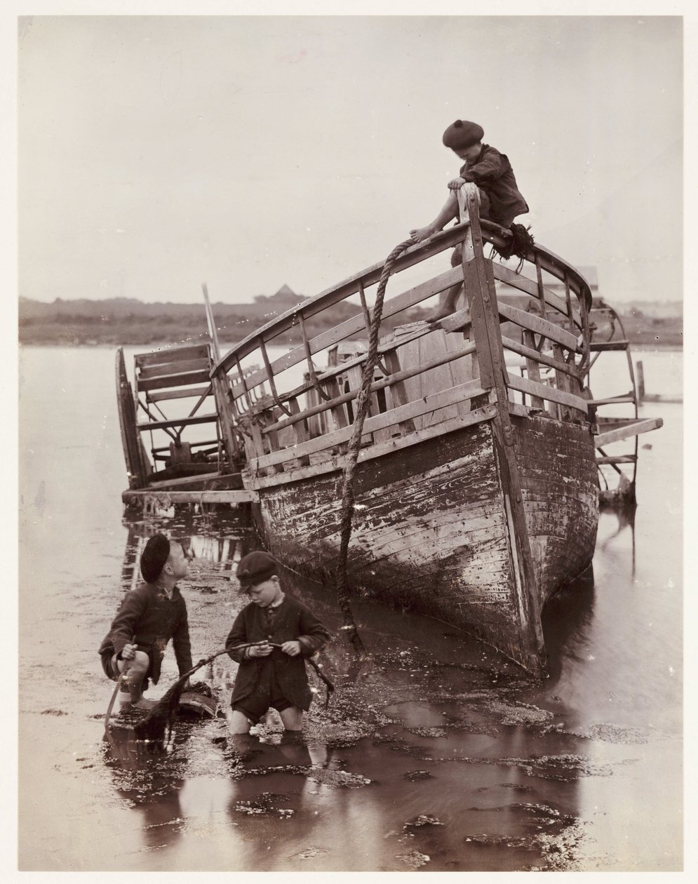Erizos de mar de Unbekannt
