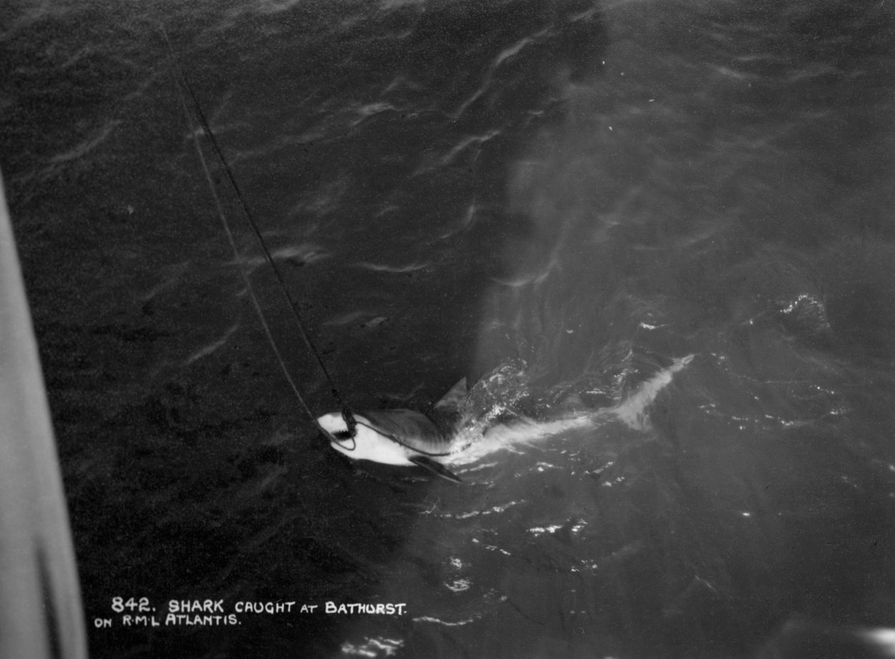 Tiburón capturado por el crucero Atlantis, frente a Bathurst, Gambia, siglo XX de Unbekannt
