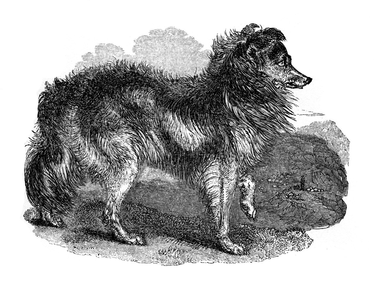 Perro pastor, 1848 de Unbekannt