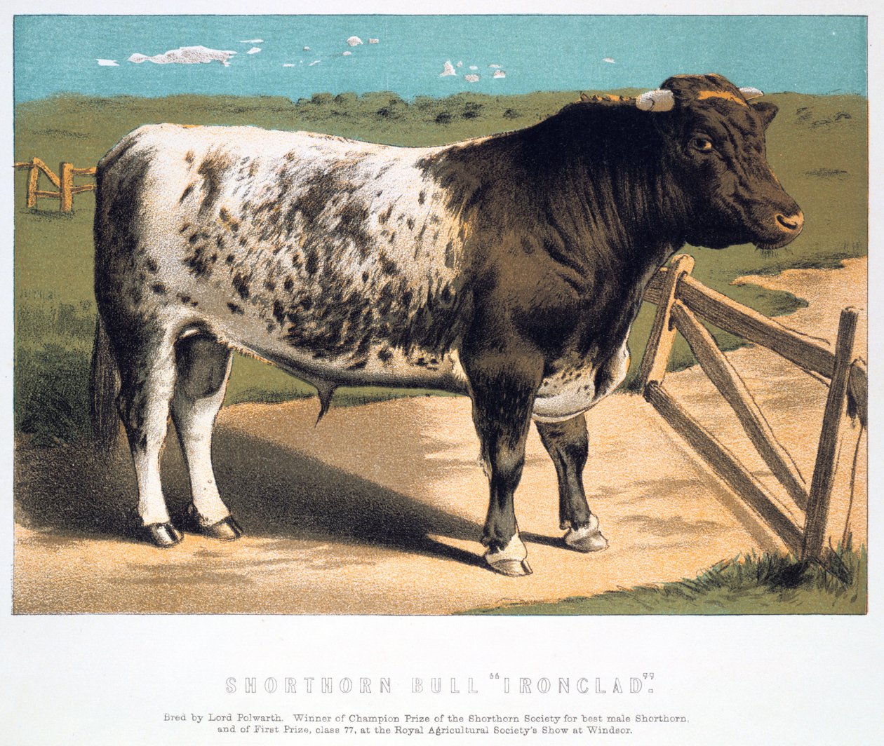Toro Shorthorn Ironclad de Unbekannt
