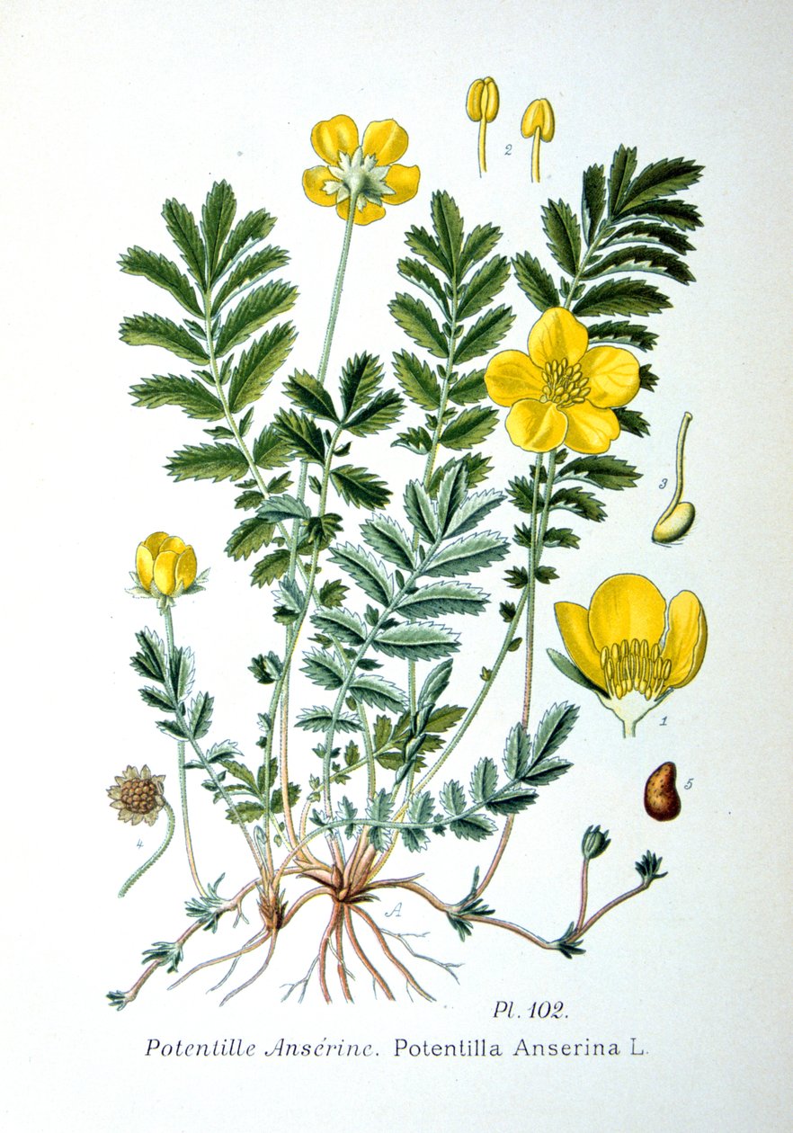 Cinquefoil, 1893 de Unbekannt