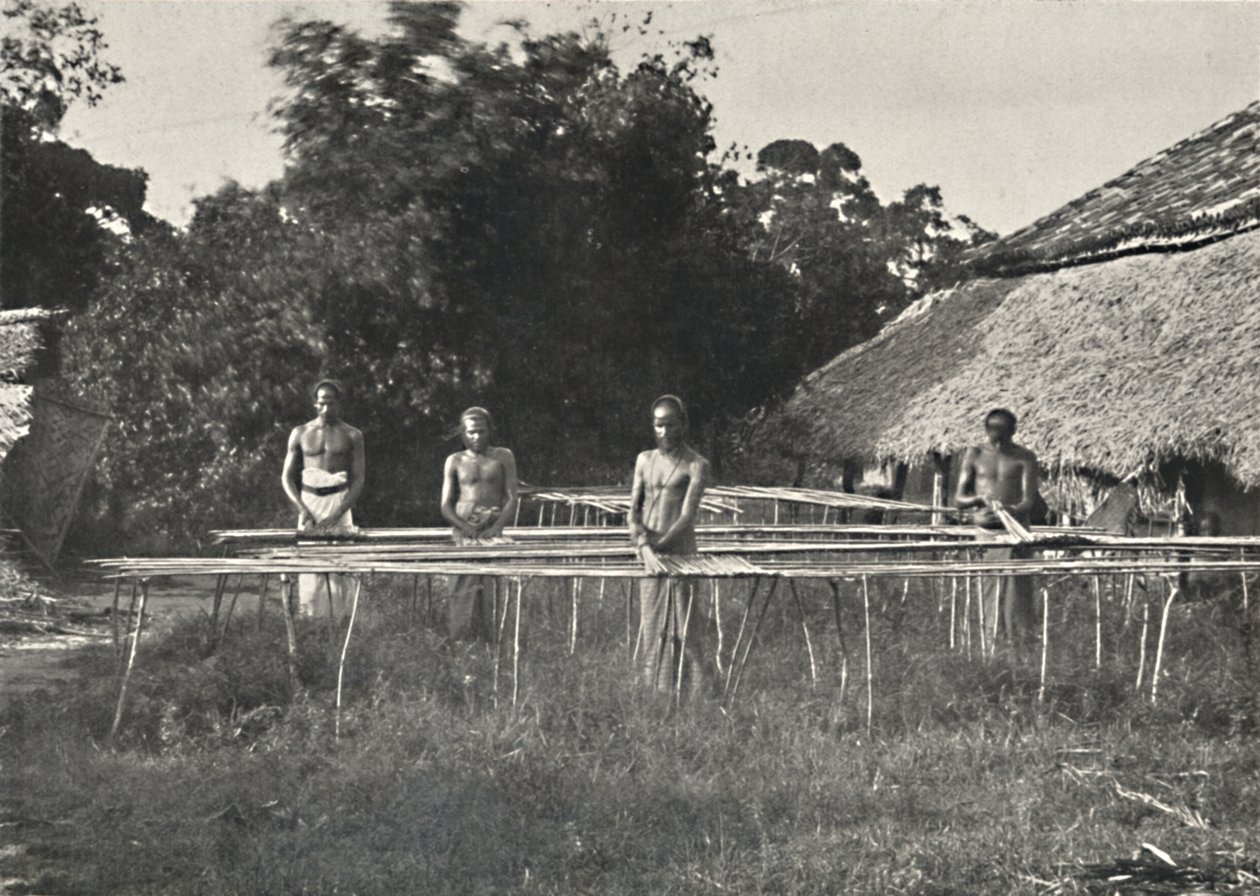 Trabajadores de canela cingaleses en el trabajo, 1926 de Unbekannt