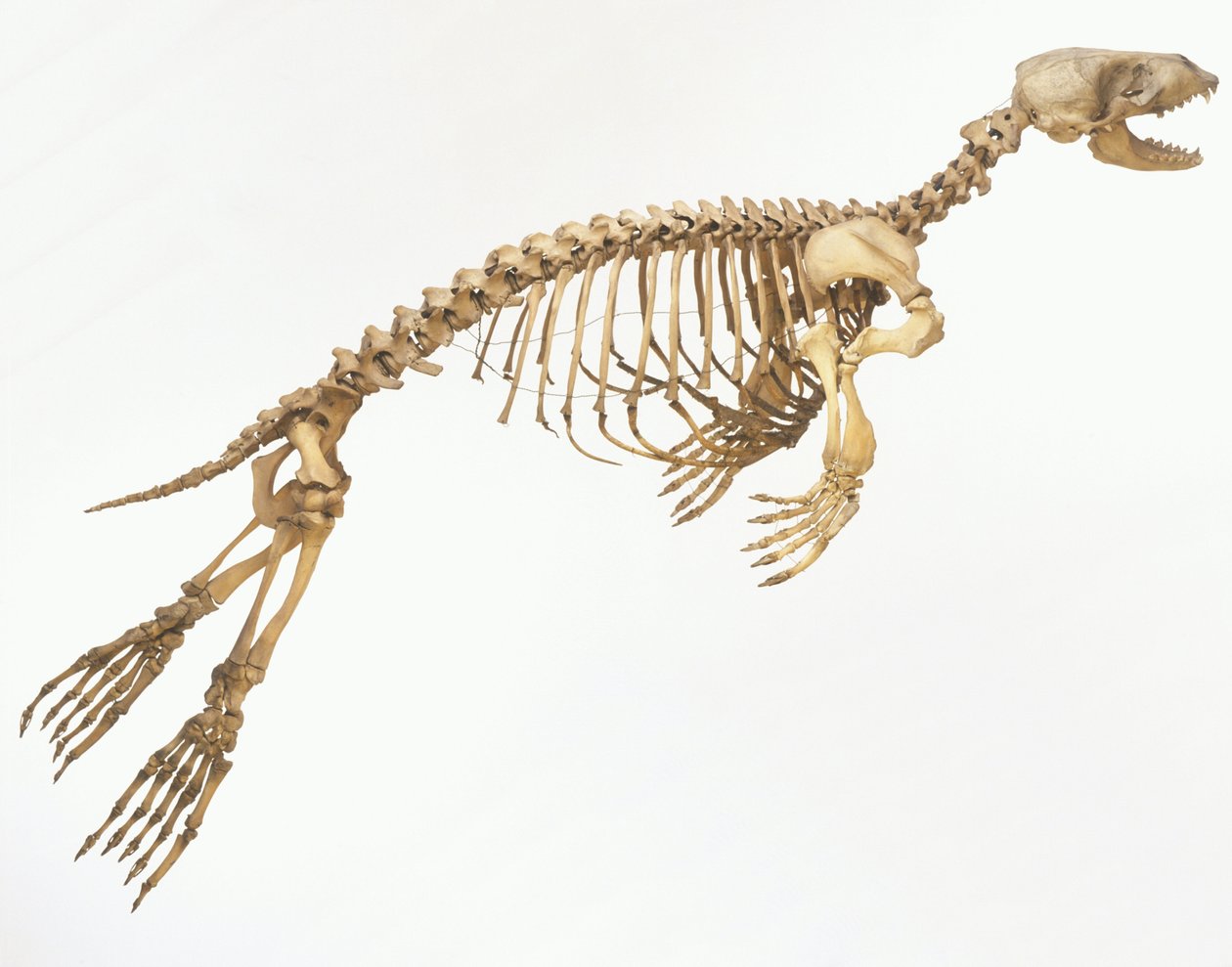Esqueleto de una foca común (Phoca vitulina) 