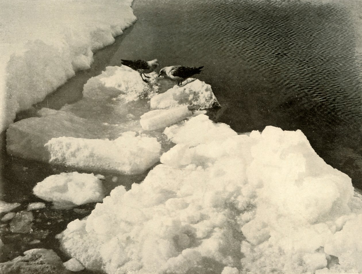 Gaviotas Skua en el Borde del Hielo, c1908, 1909 de Unbekannt