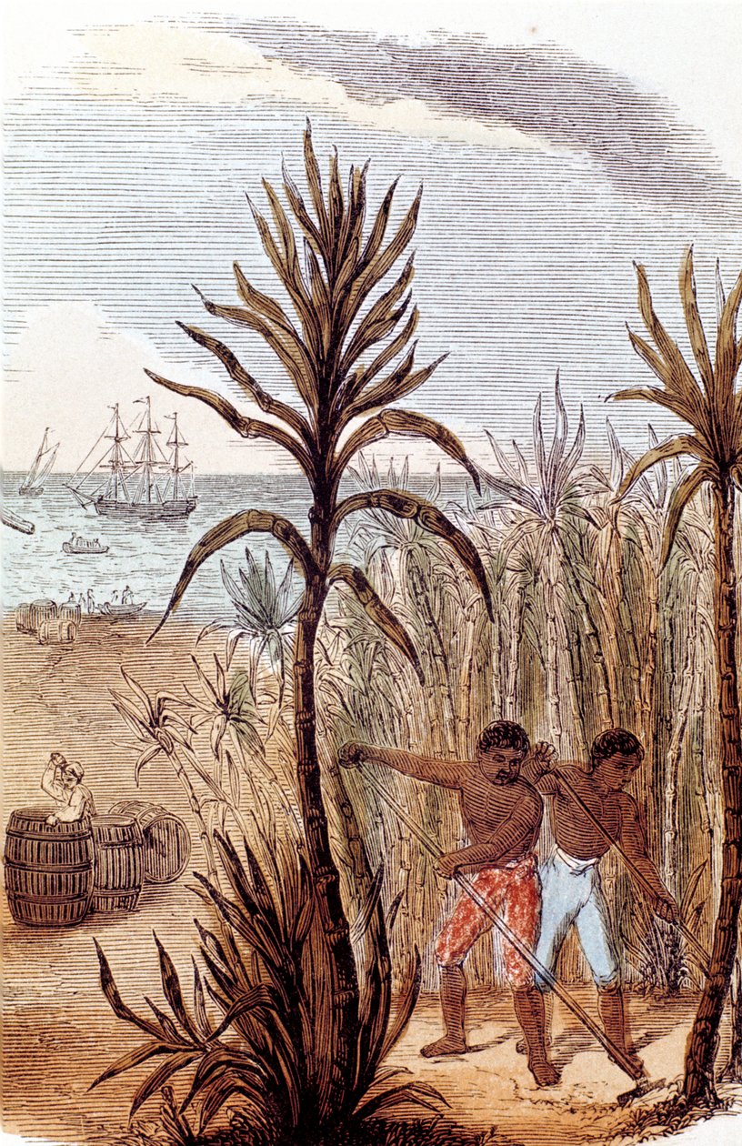 Esclavos cultivando caña de azúcar en las Indias Occidentales, 1852 de Unbekannt