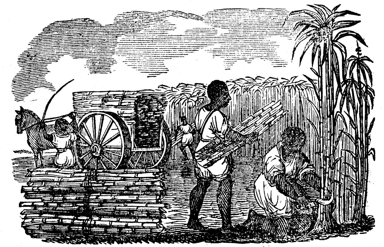 Esclavos cosechando caña de azúcar en Luisiana, 1833 de Unbekannt