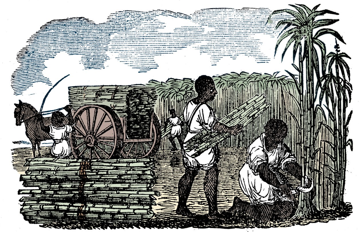 Esclavos cosechando caña de azúcar en Luisiana, 1833 de Unbekannt