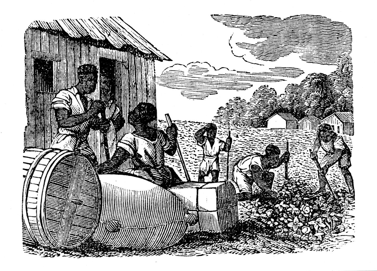Esclavos trabajando en una plantación de tabaco de Unbekannt