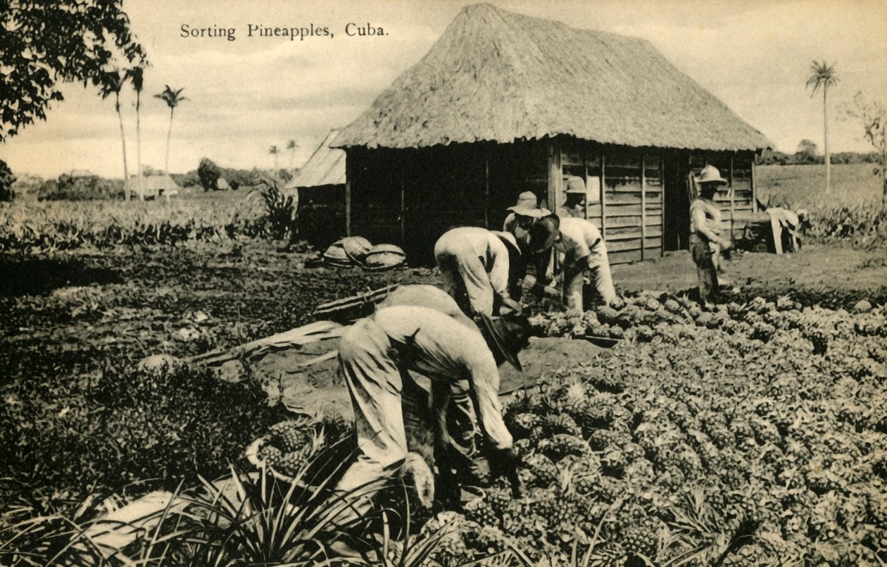 Clasificación de Piñas, Cuba, finales del siglo XIX-principios del siglo XX de Unbekannt