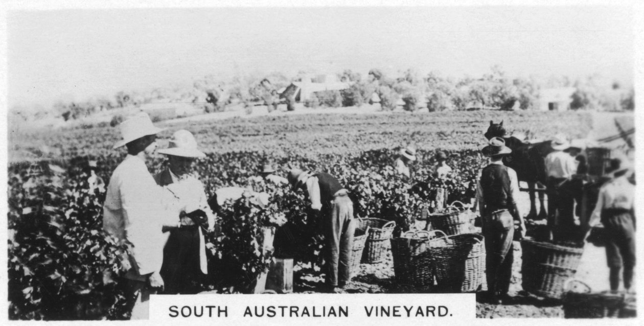 Viñedo de Australia del Sur, 1928 de Unbekannt