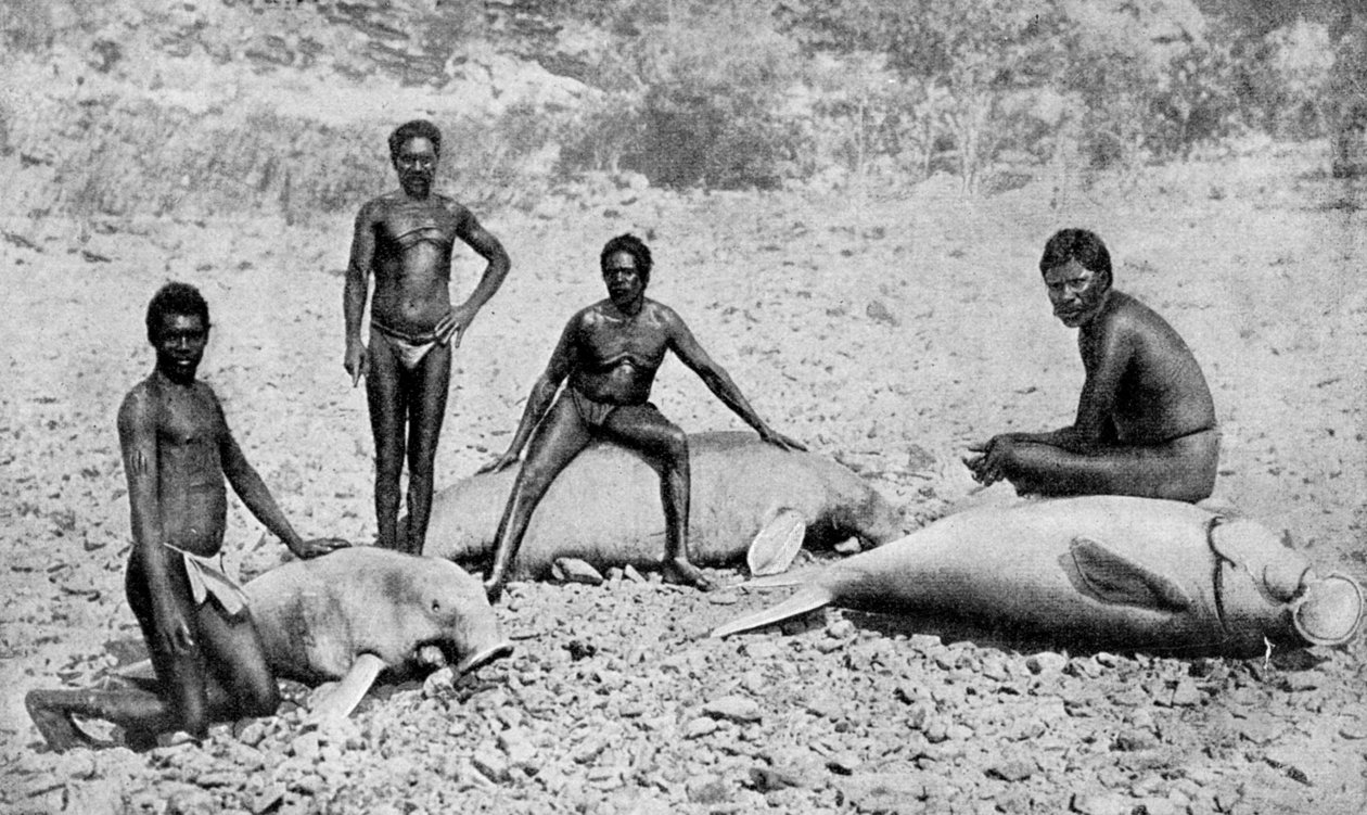 Manatí lanzado con lanza, noroeste de Australia, 1922 de Unbekannt