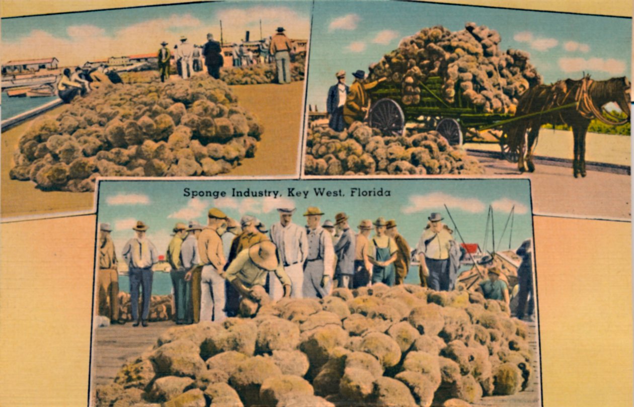 Industria de esponjas, Key West, Florida, c1940s de Unbekannt