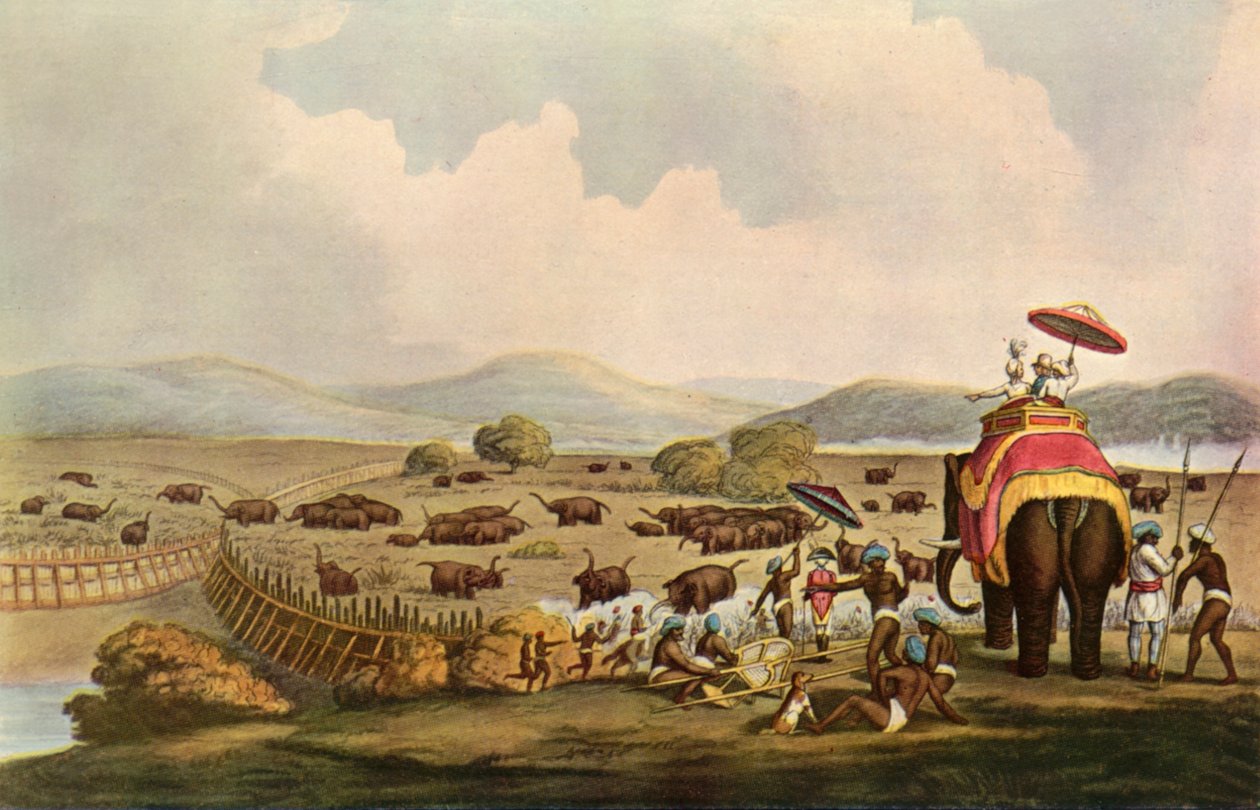 Deporte en India - Conduciendo elefantes a un Keddah, c1808, 1901 de Unbekannt