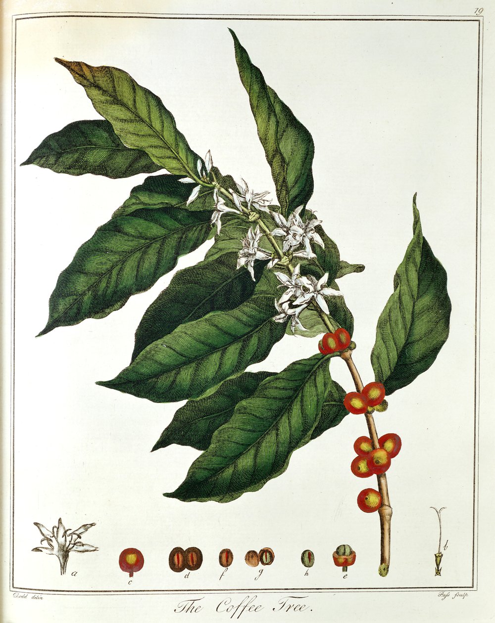 Rama de café Coffea arabica mostrando flores y granos, 1798 de Unbekannt