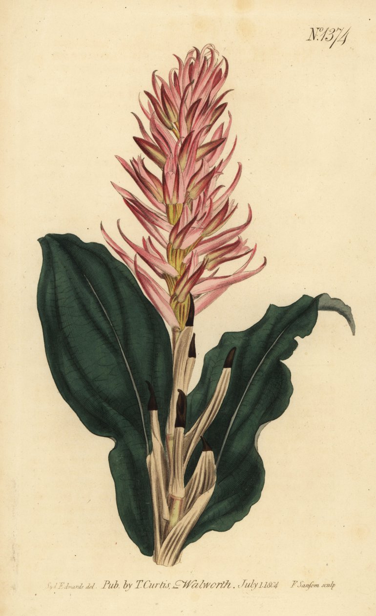 Orquídea Stenorrhynchos speciosum de Unbekannt
