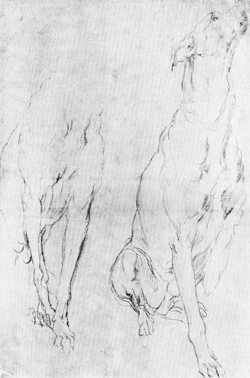 Estudio para el galgo en el retrato del Duque de Richmond de Unbekannt