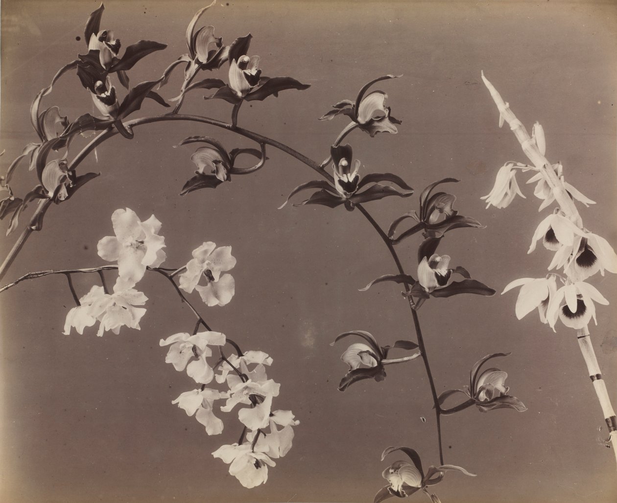 Estudio de Orquídeas, c. 1870s de Unbekannt