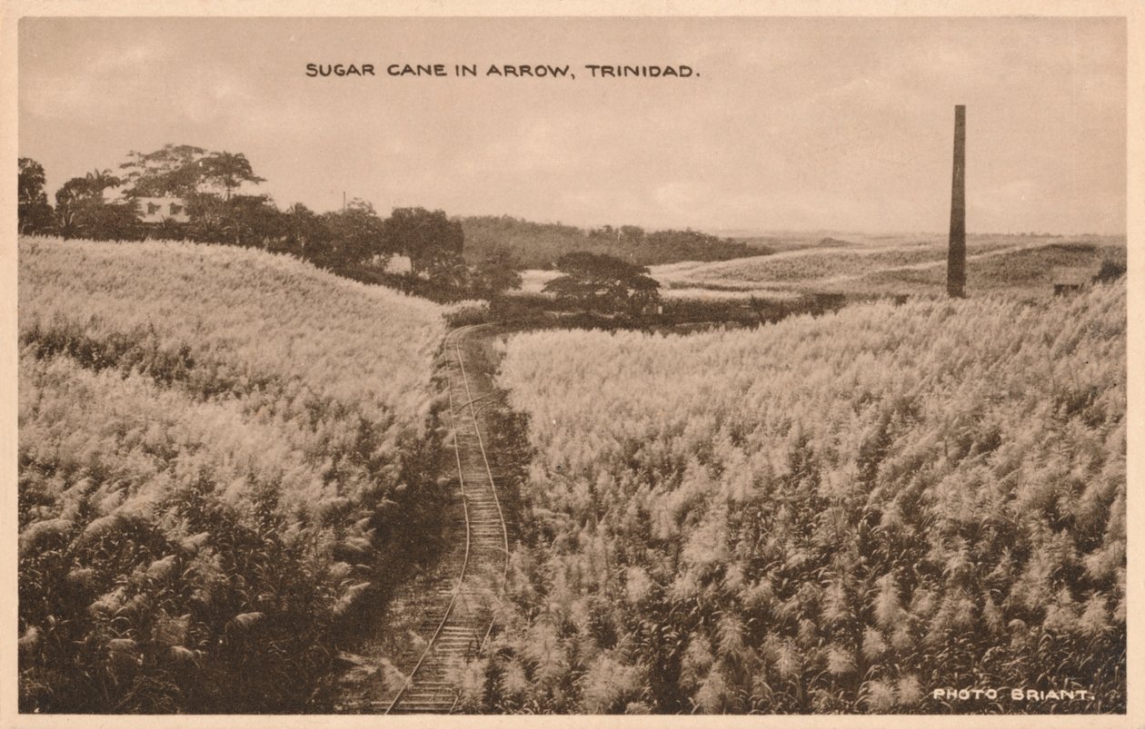 Caña de azúcar en Arrow Trinidad, c. 1900 de Unbekannt