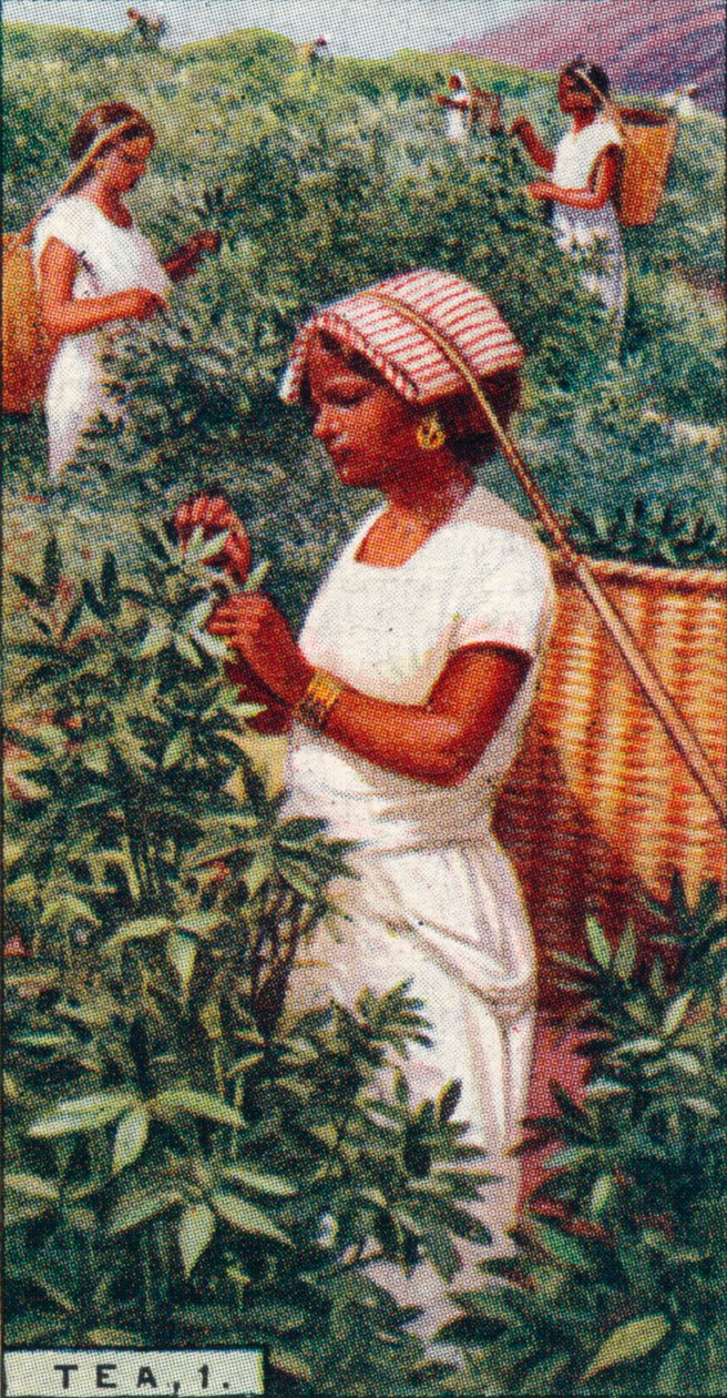 Té, 1. - Recolección de las hojas, Ceilán, 1928 de Unbekannt