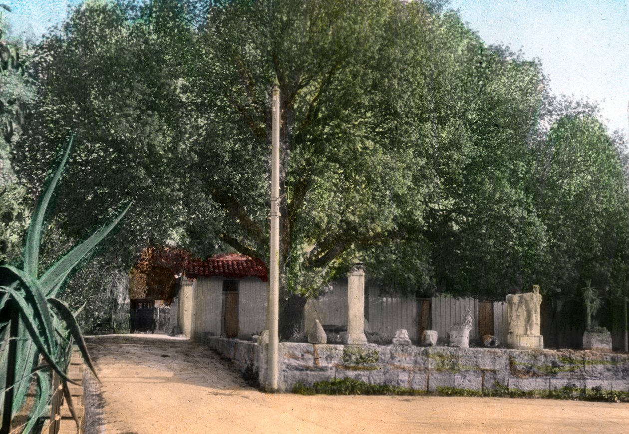 Árbol de terebinto, Hammam Meskoutine, Argelia de Unbekannt