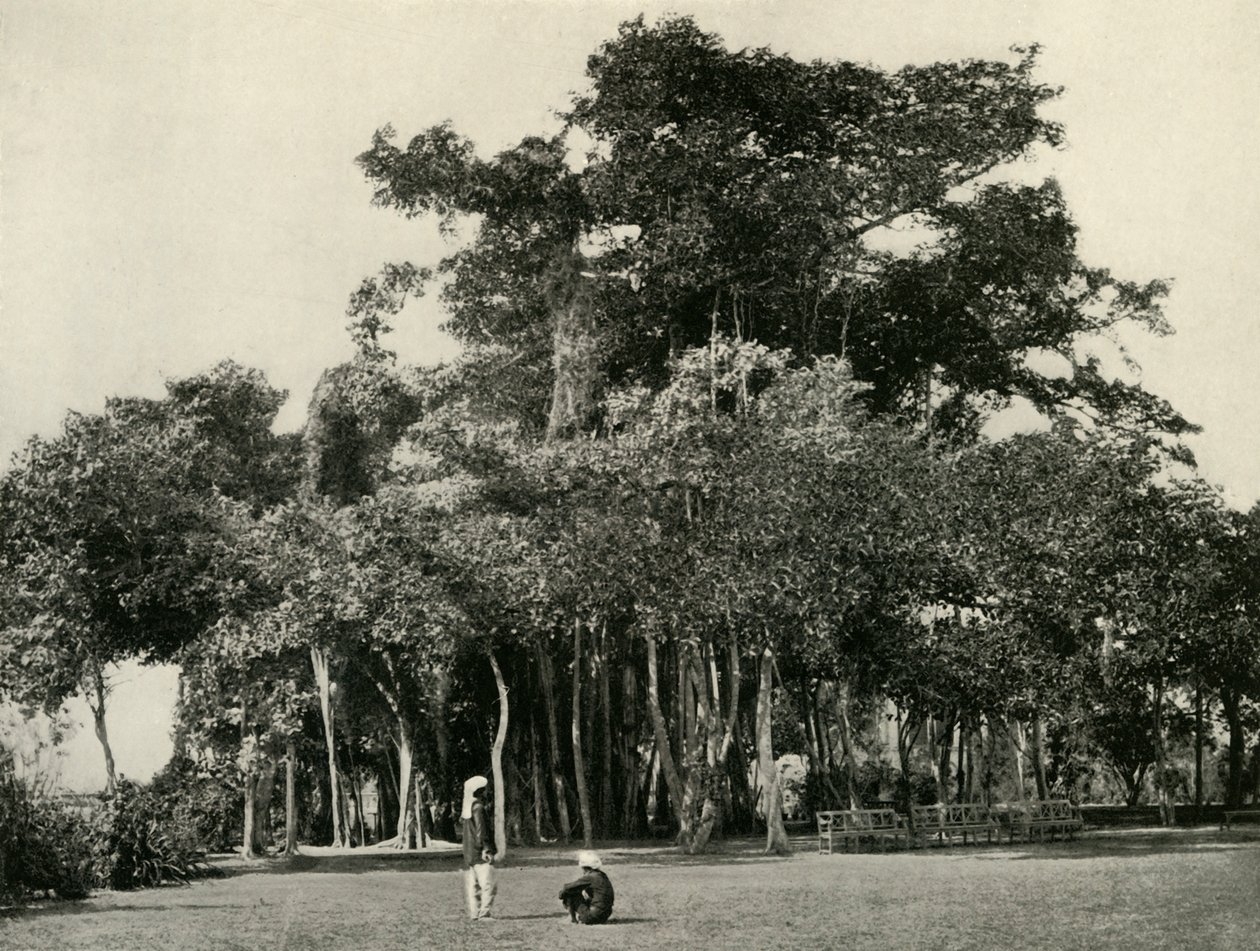 El árbol de Banyan, Barrackpore, 1870, 1925 de Unbekannt