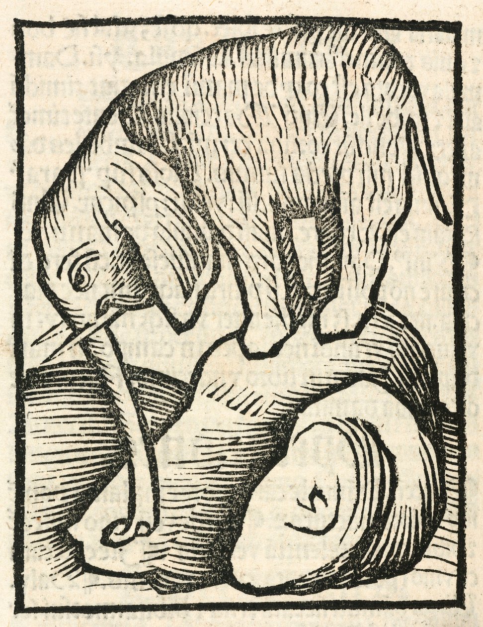 El elefante de Unbekannt
