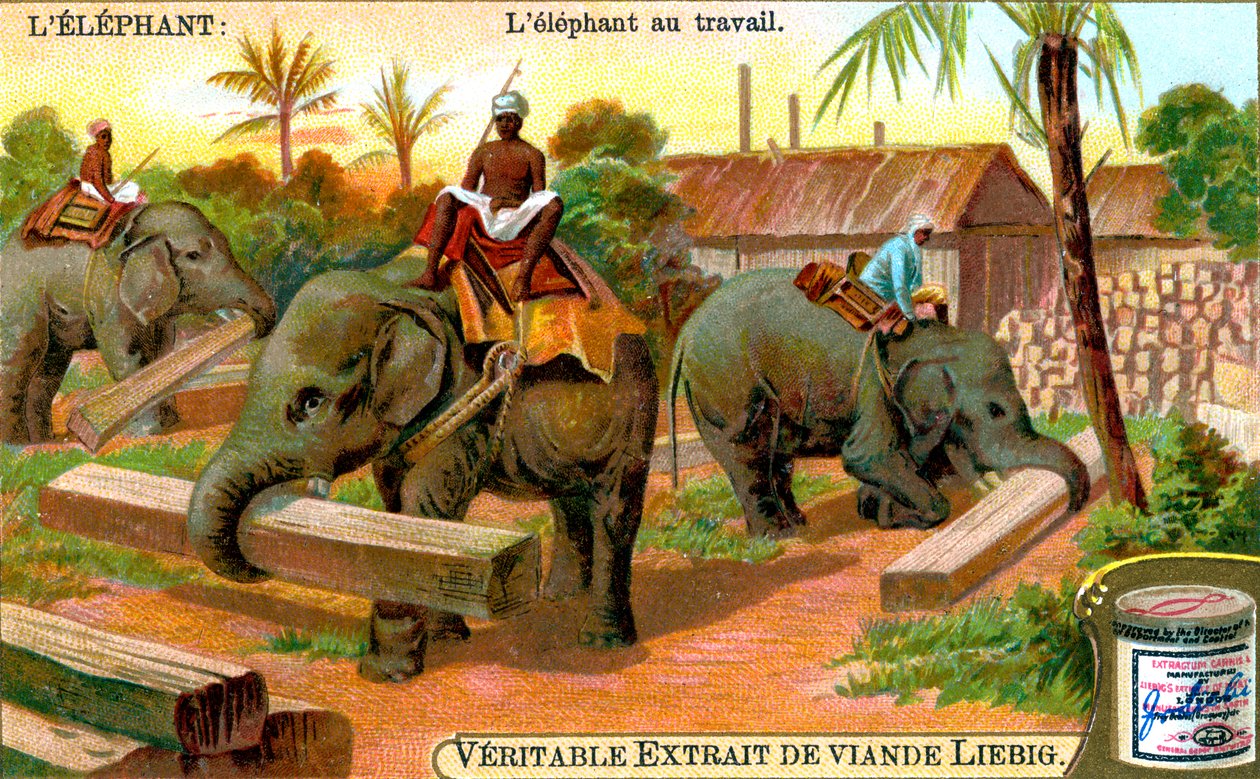 El elefante en el trabajo, c1900 de Unbekannt