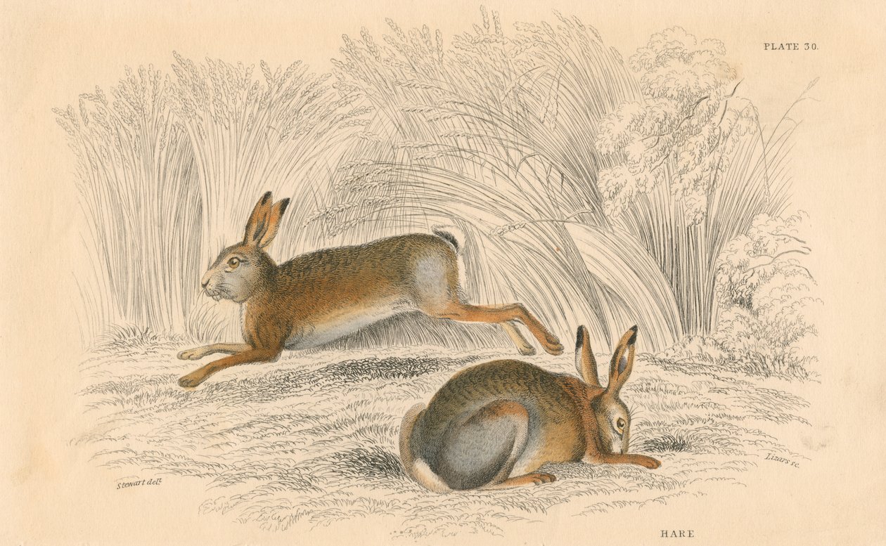 La liebre Lepus europaeus de Unbekannt