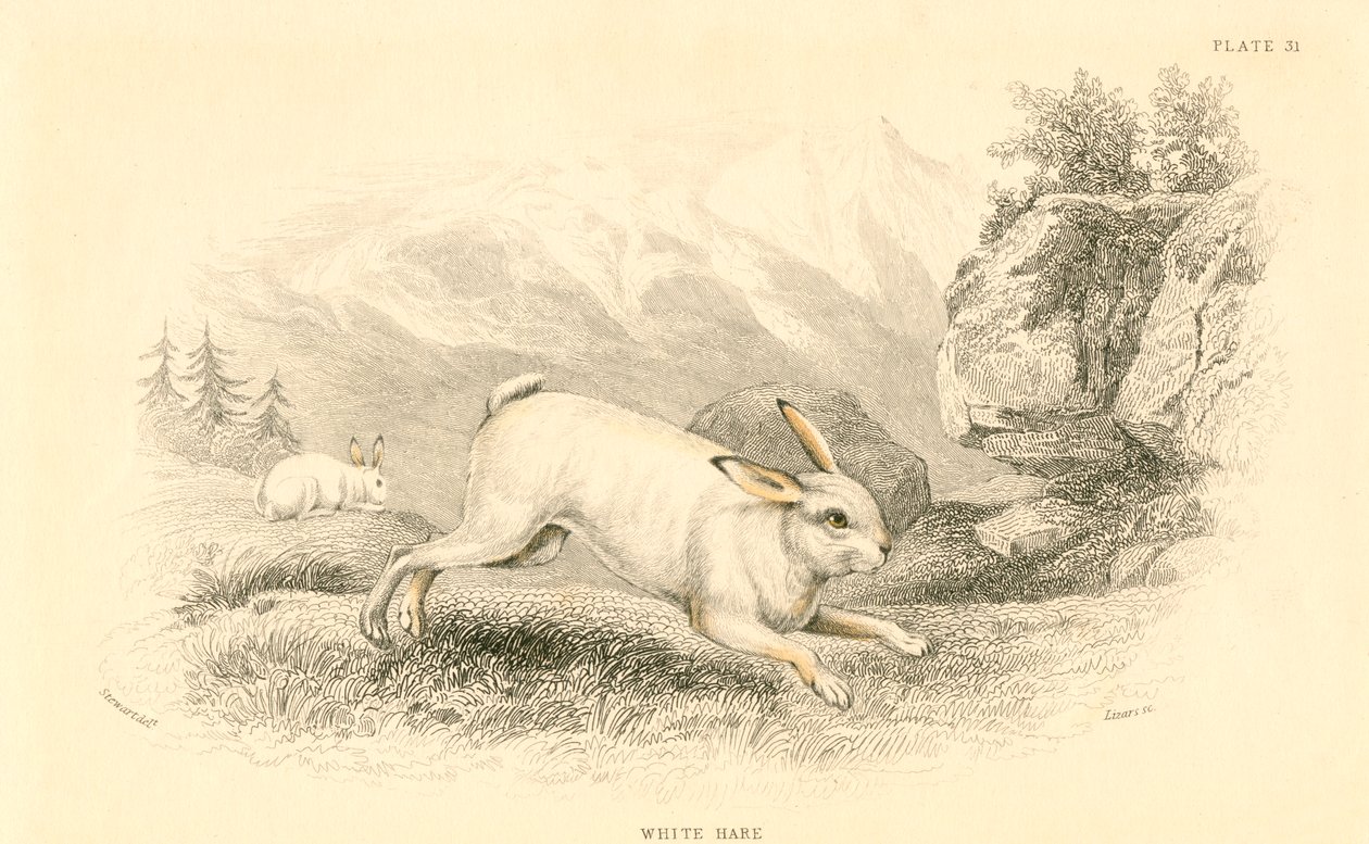 La liebre Lepus europaeus de Unbekannt