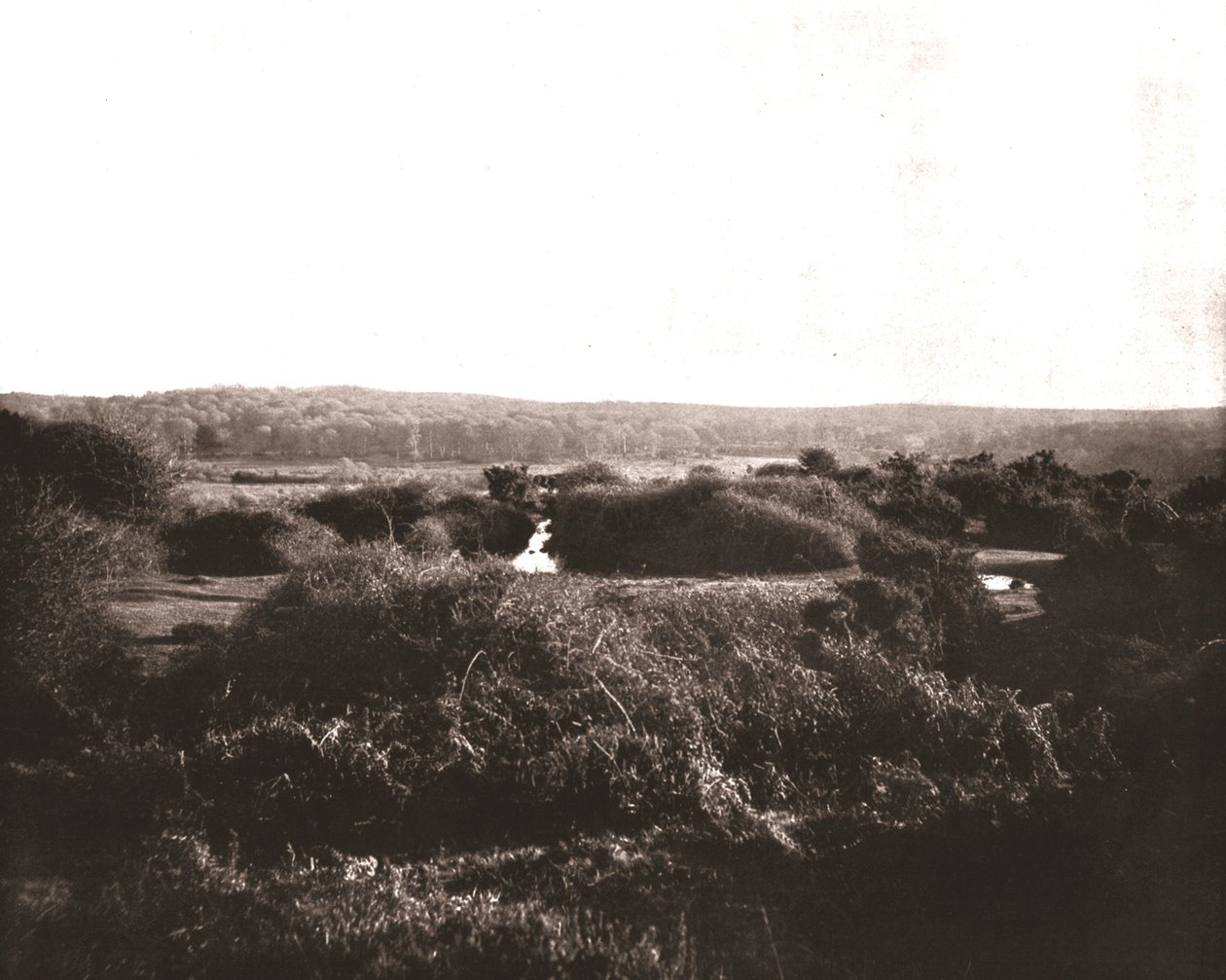 El Nuevo Bosque, Hampshire, 1894 de Unbekannt