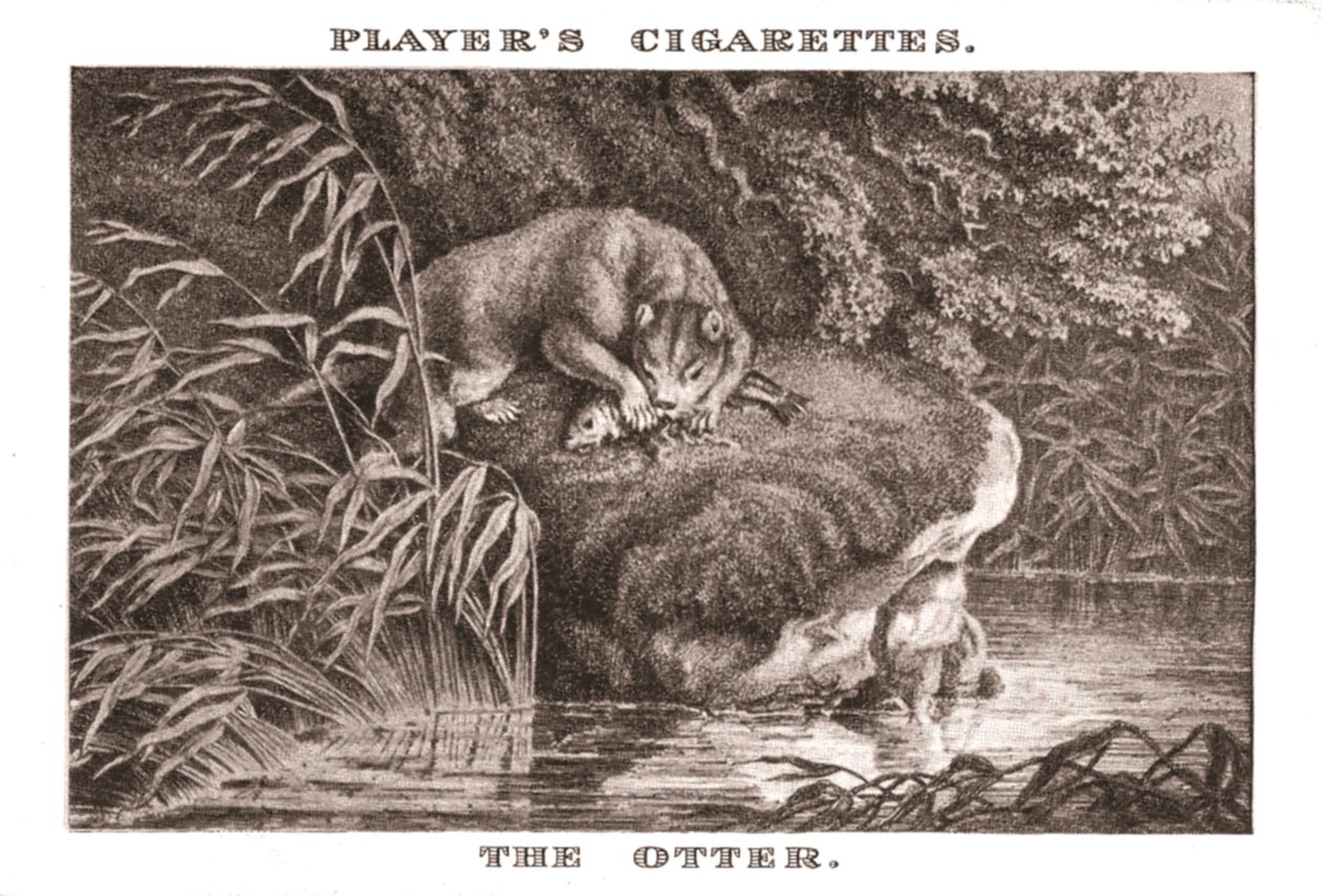 La nutria, 1924 de Unbekannt