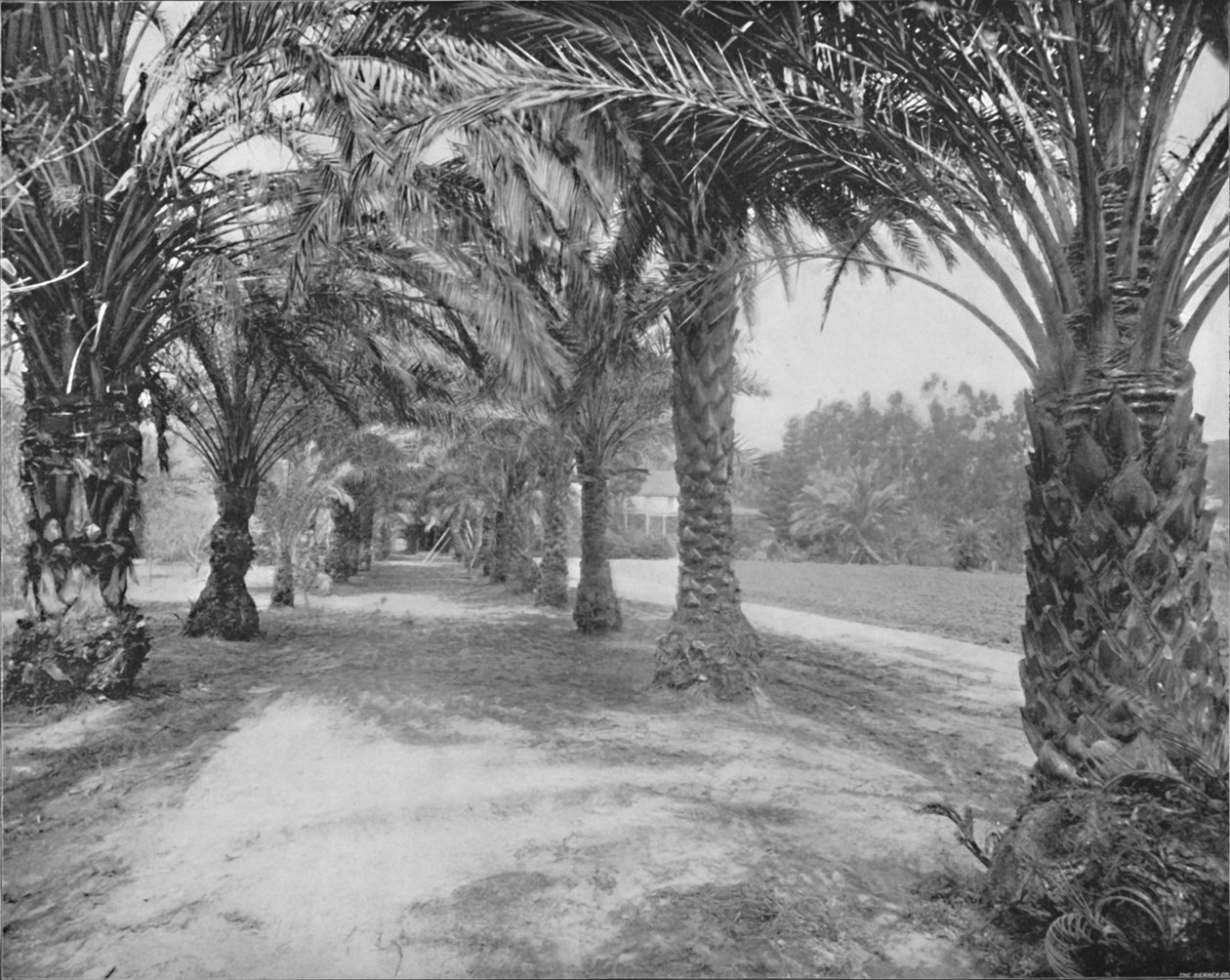 Las Palmas de Glenannie, Florida, siglo XIX de Unbekannt