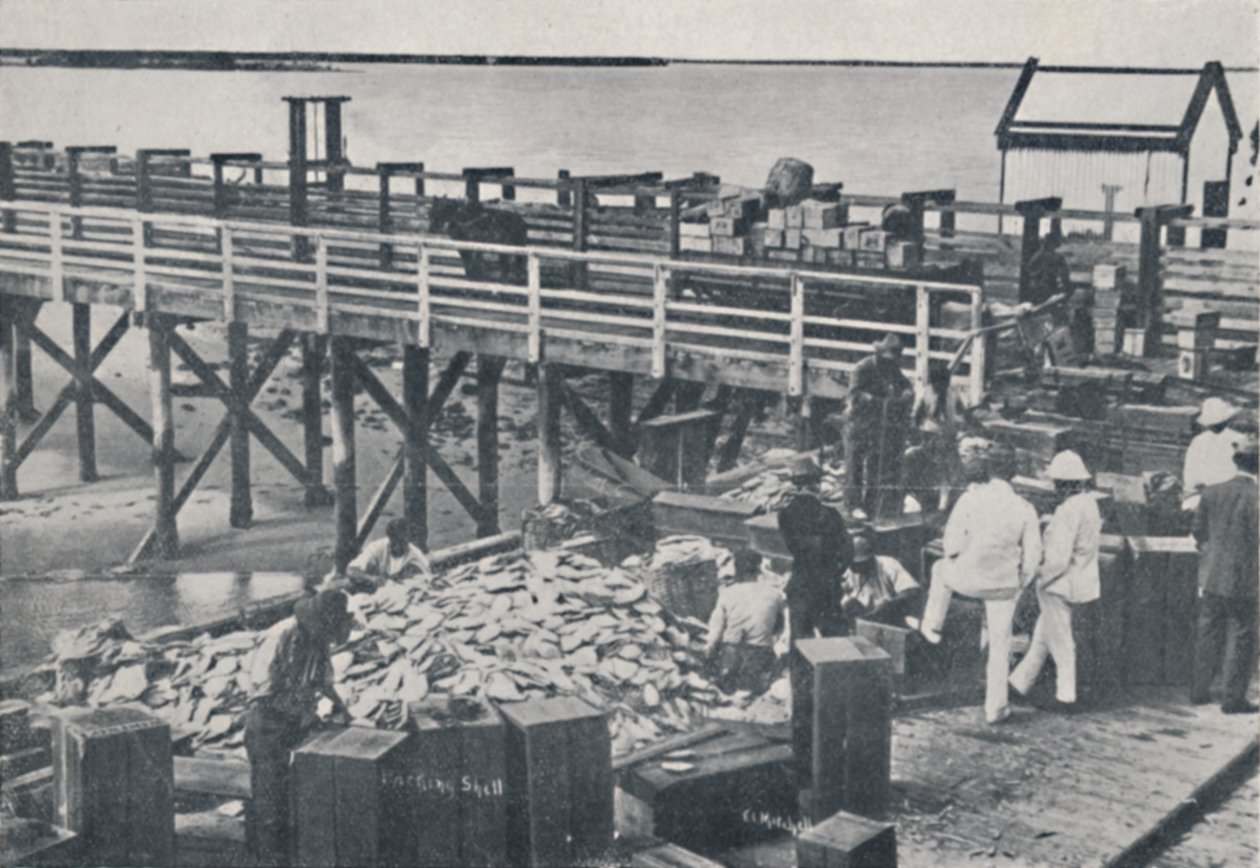 La industria de la pesca de perlas - Empaque de conchas, 1923 de Unbekannt