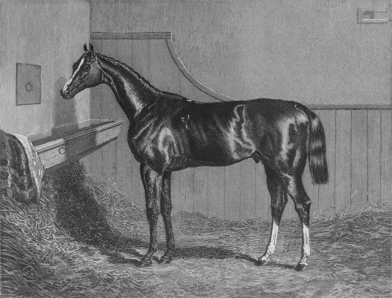 El Rt. Hon. El Conde de Lichfields Elis. Ganador del St. Leger 1836 de Unbekannt