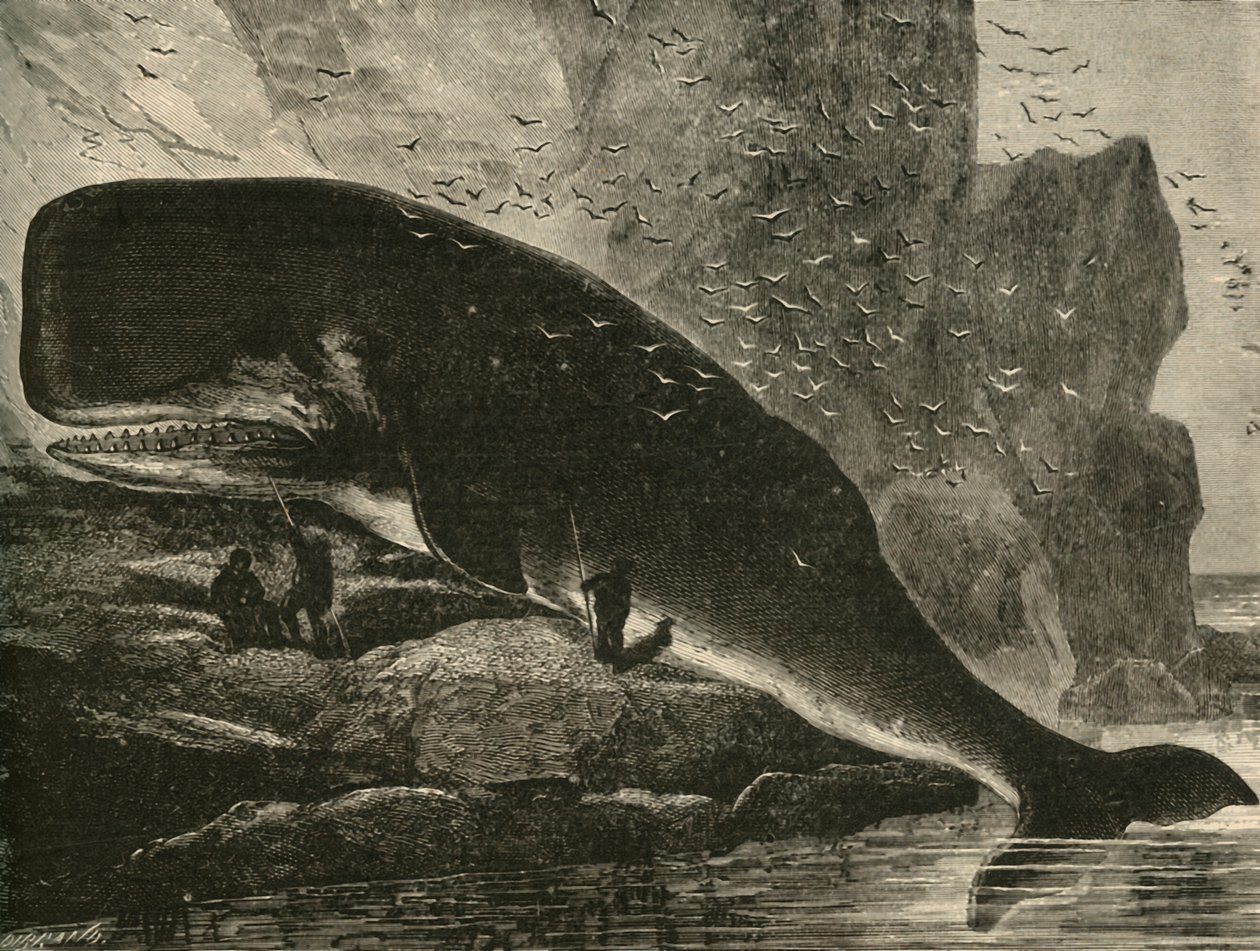 El Cachalote, 1882 de Unbekannt