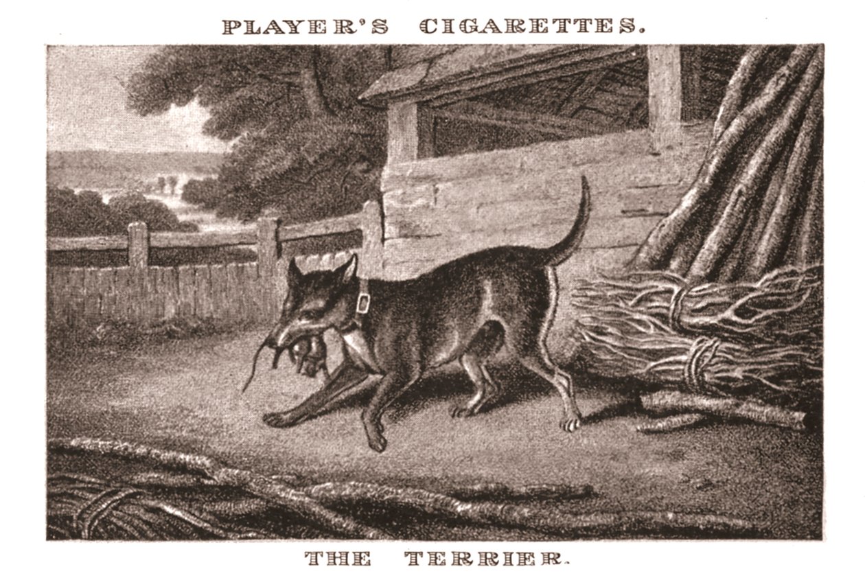 El Terrier, 1924 de Unbekannt