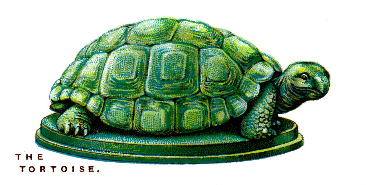 La tortuga, 1923 de Unbekannt