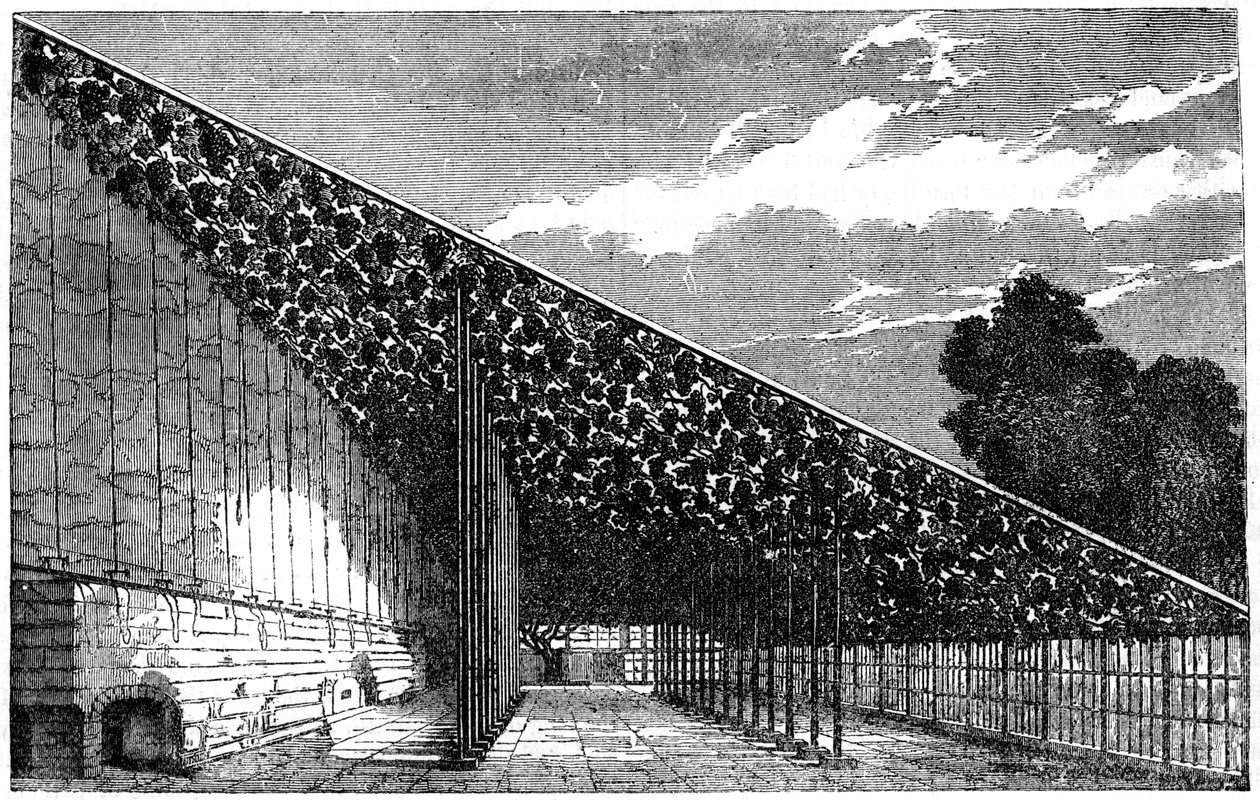 El invernadero en Hampton Court, siglo XIX de Unbekannt