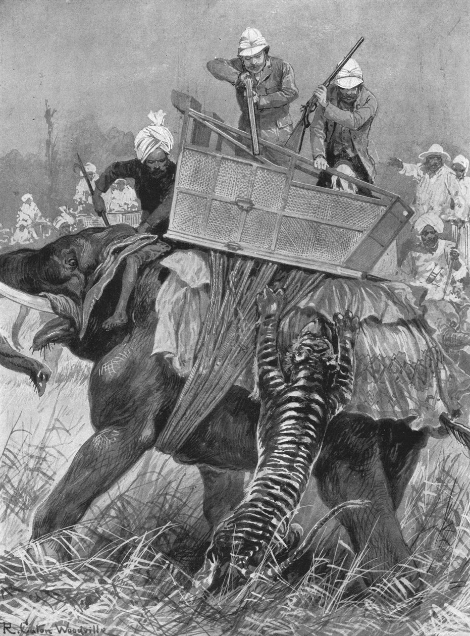 La visita del Príncipe de Gales a la India, 1876: El elefante del príncipe atacado por un tigre, 1901 de Unbekannt