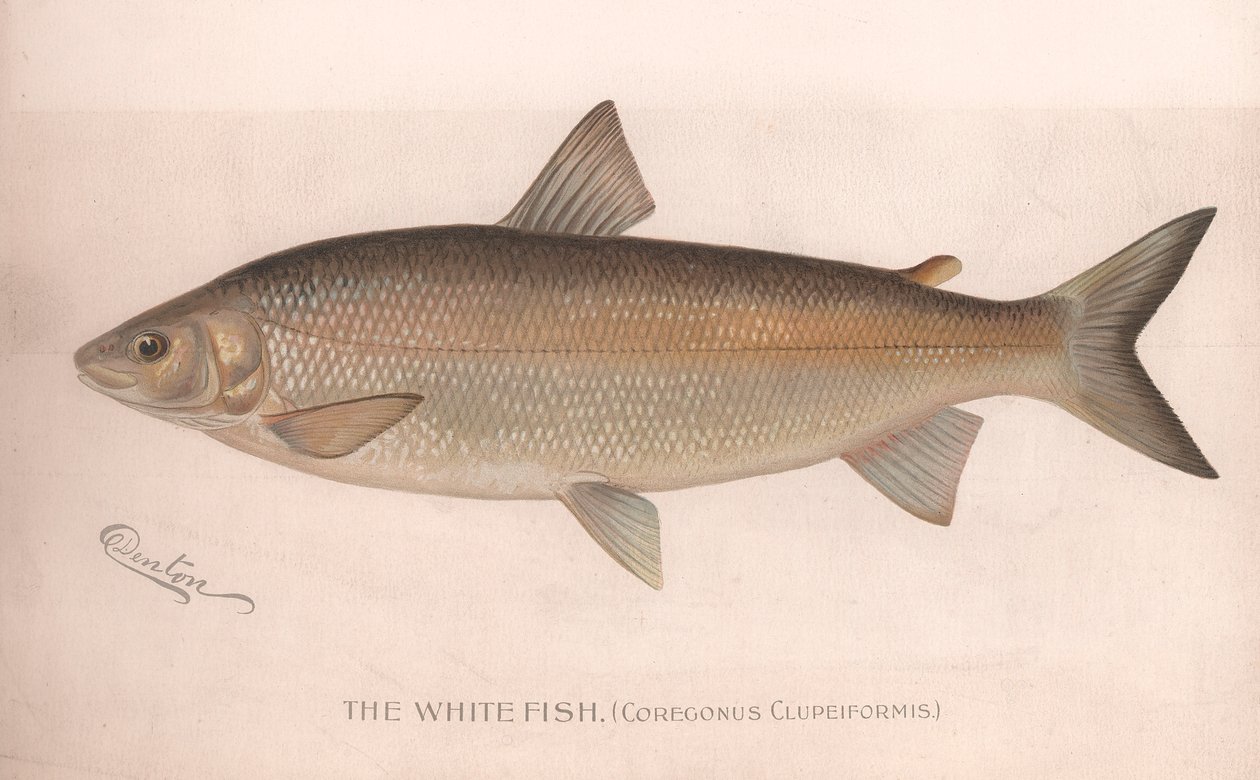 El pez blanco Coregonus Clupeiformis de Unbekannt