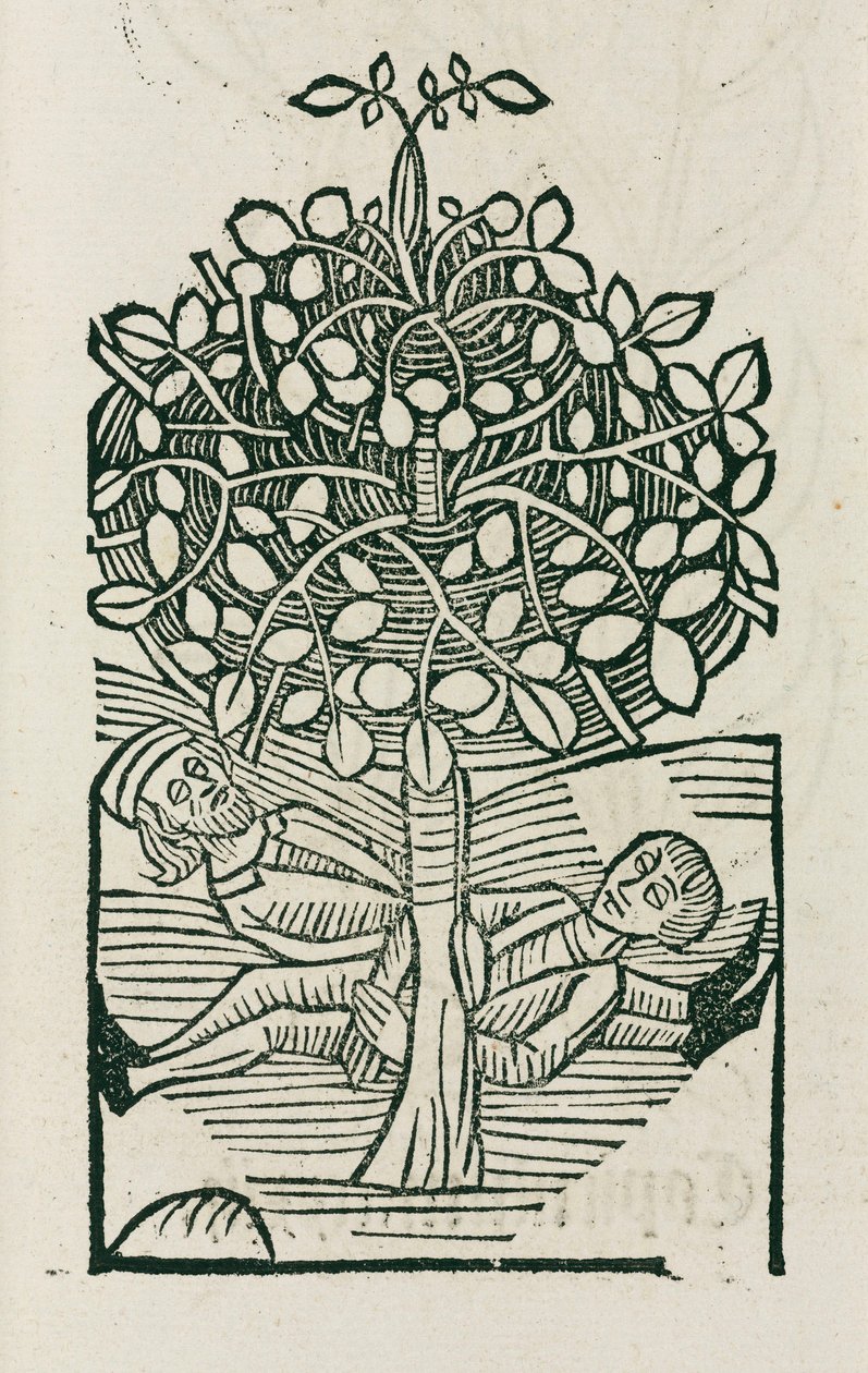 El árbol narcótico 'Bausor' | Unbekannt